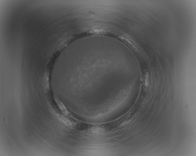 X0000074040696200608211519