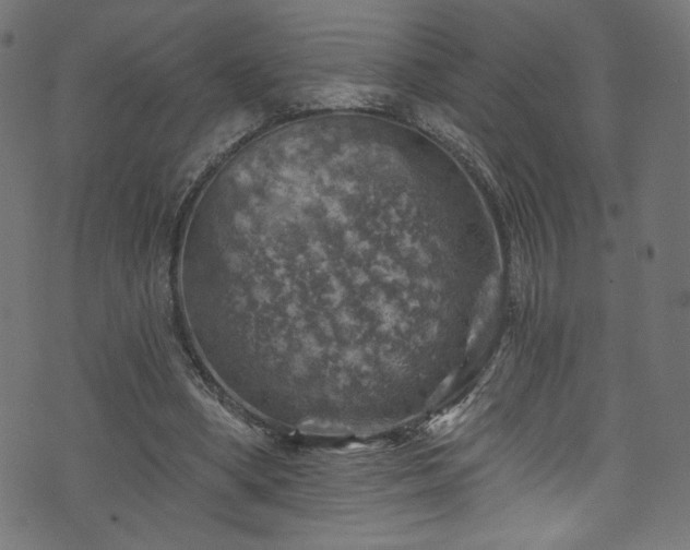 X0000074040394200608281450