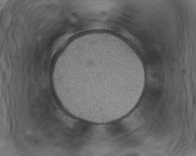 X0000074040828200608281442