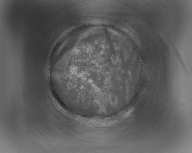 X0000074040016200609061219