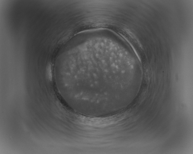 X0000074040026200609061219