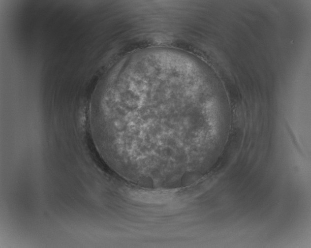 X0000074040032200609061219