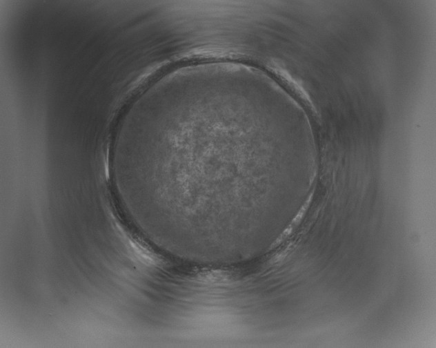 X0000074040062200609061218