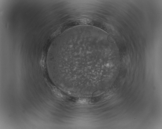 X0000074040177200609061217