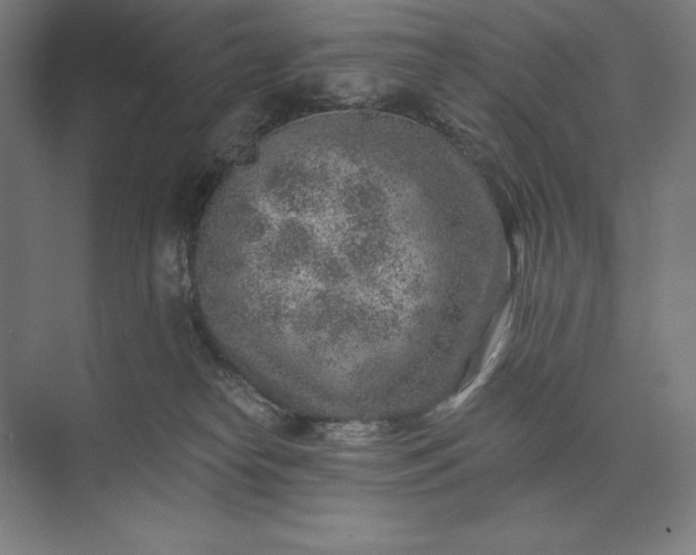 X0000074040182200609061217