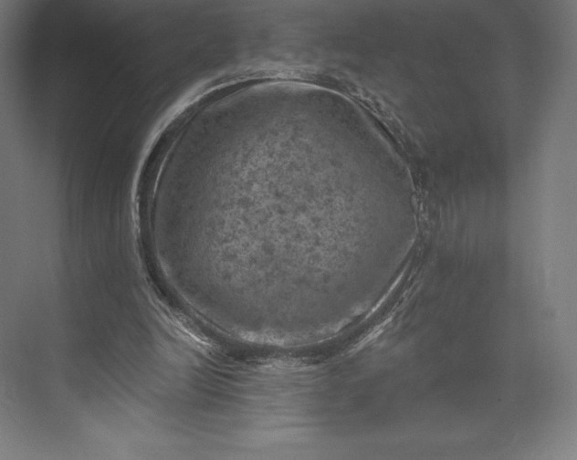 X0000074040246200609061215