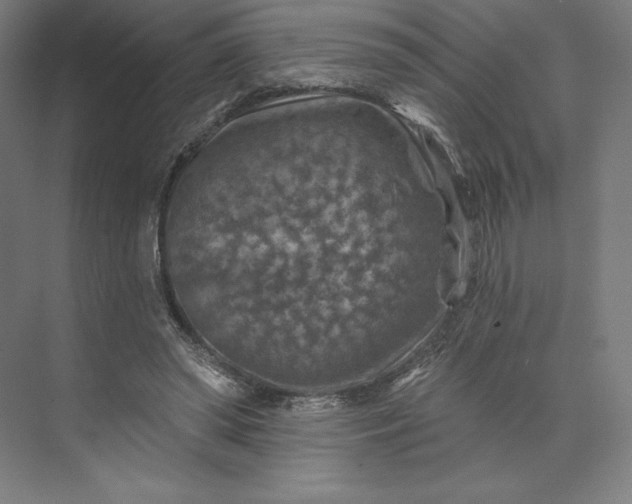 X0000074040398200609061213