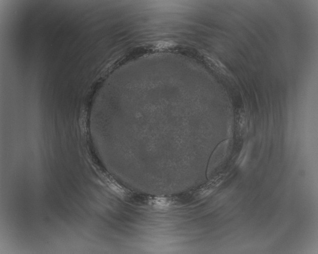 X0000074040565200609061210