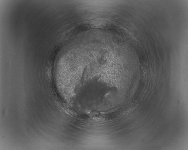 X0000074040745200609061207