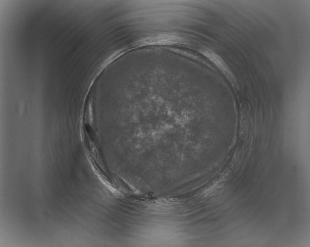 X0000074040850200609061205