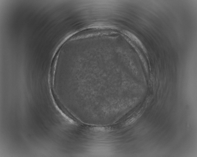 X0000074040855200609061206