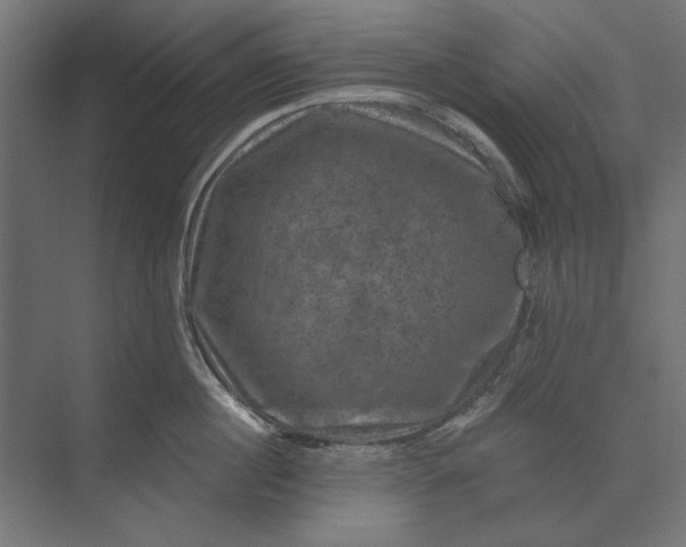 X0000074040860200609061206