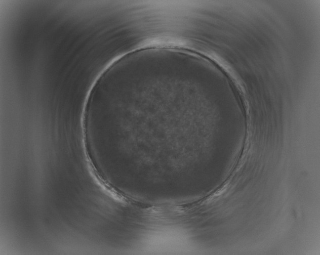 X0000074040864200609061206