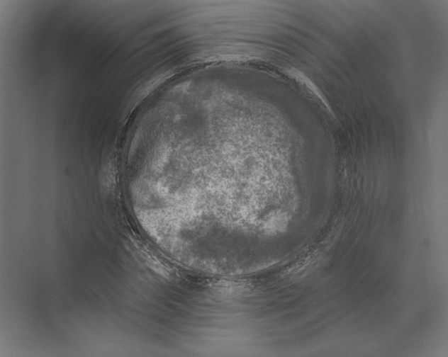 X0000074040874200609061205