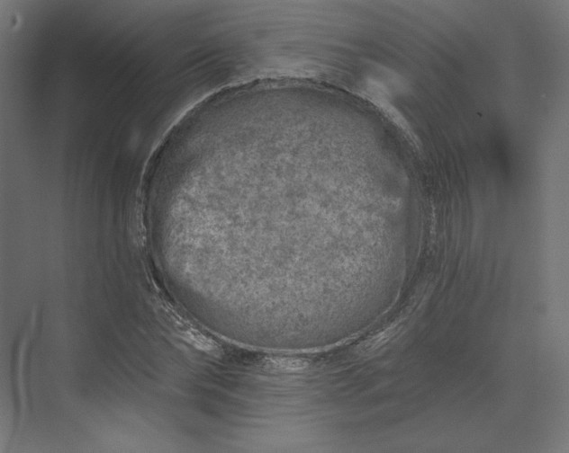 X0000074040878200609061205