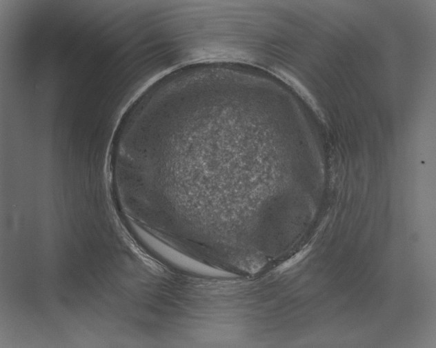 X0000074040885200609061205