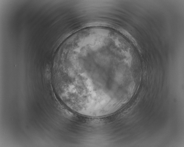 X0000074040945200609061204