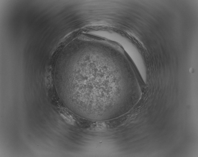 X0000074040968200609061203