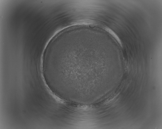 X0000074041099200609061201