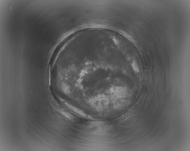 X0000074041223200609061159