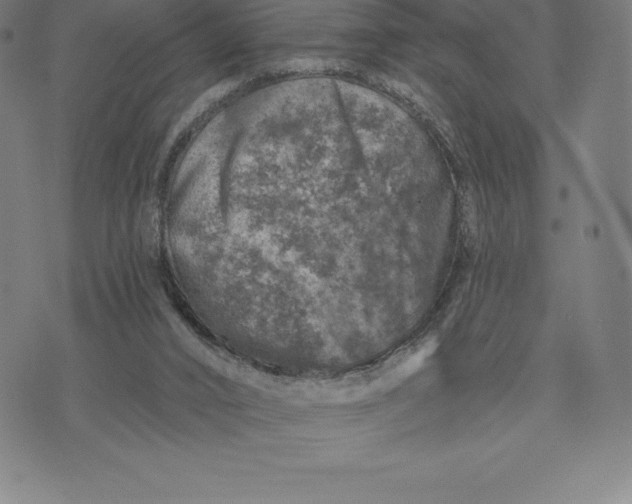 X0000074040016200609111750