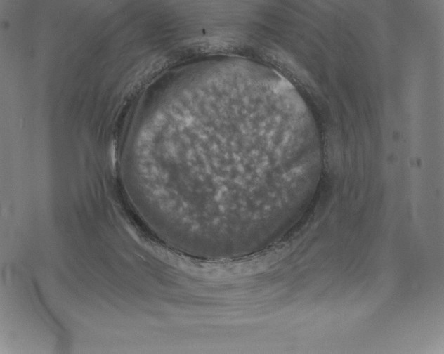 X0000074040022200609111750