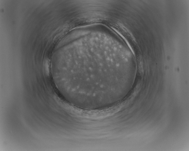 X0000074040026200609111750