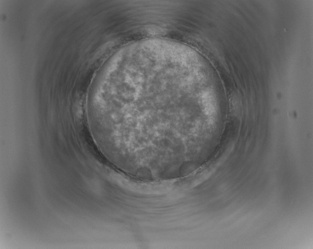 X0000074040032200609111750