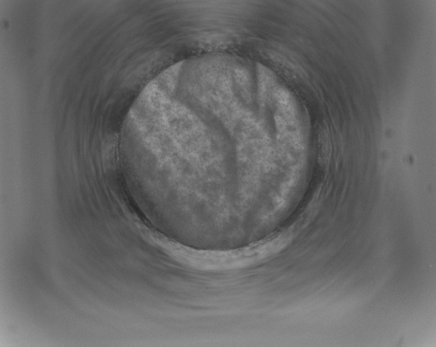 X0000074040034200609111750