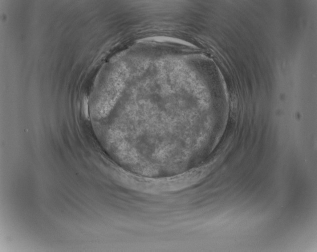 X0000074040046200609111750