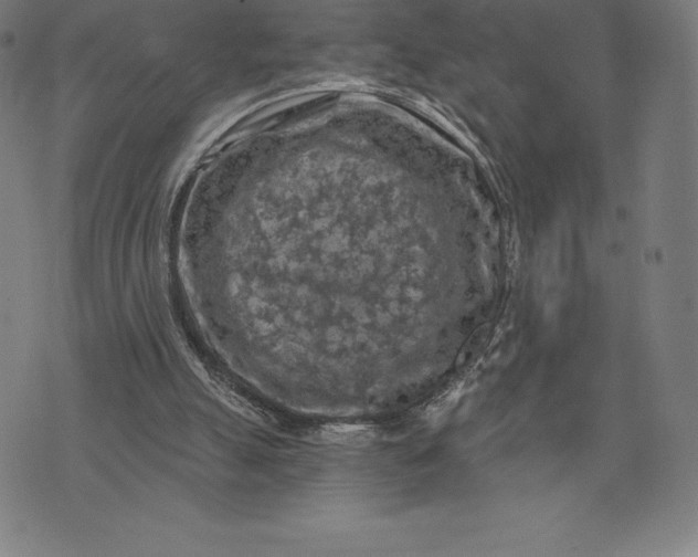 X0000074040055200609111749