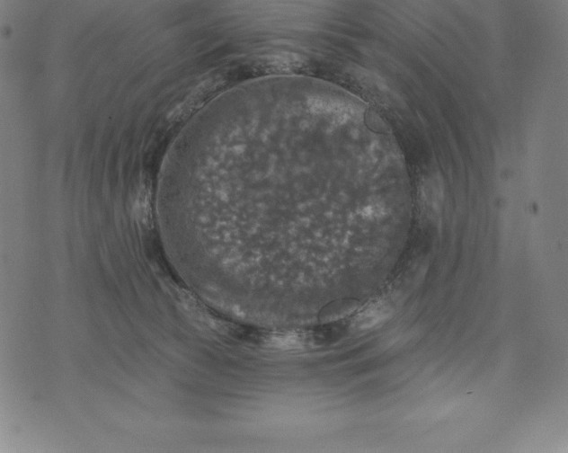 X0000074040177200609111748