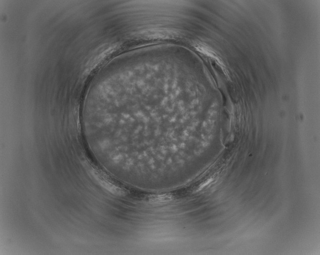 X0000074040398200609111744