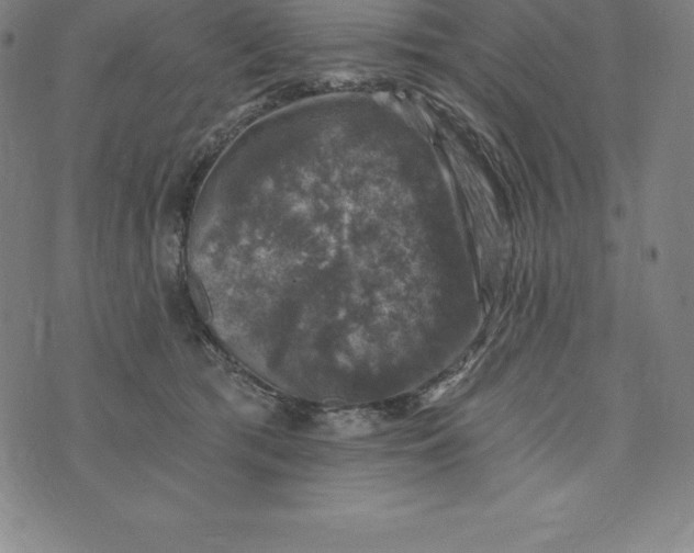 X0000074040417200609111744