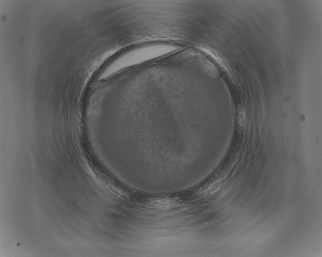 X0000074040540200609111741