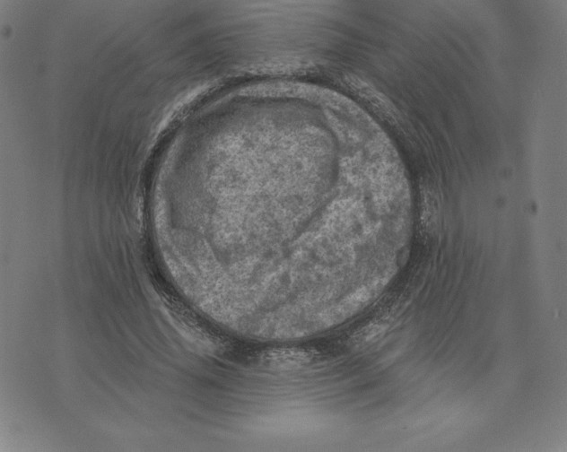 X0000074040636200609111740