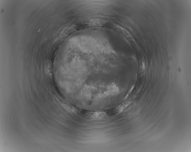 X0000074040663200609111740