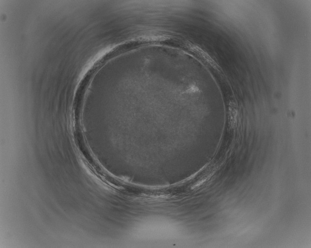 X0000074040726200609111738