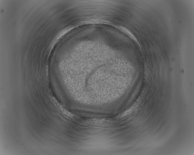 X0000074040831200609111737