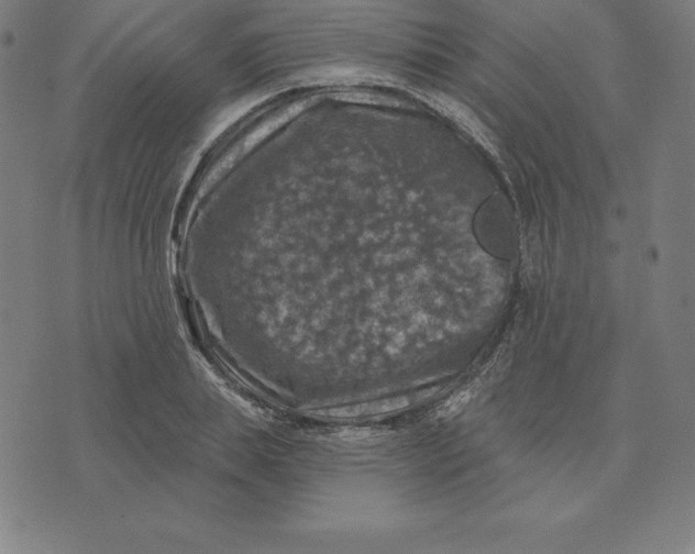 X0000074040839200609111737