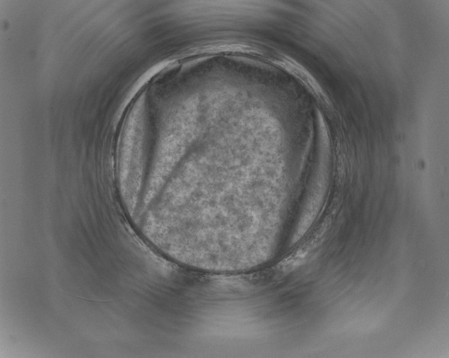 X0000074040852200609111737