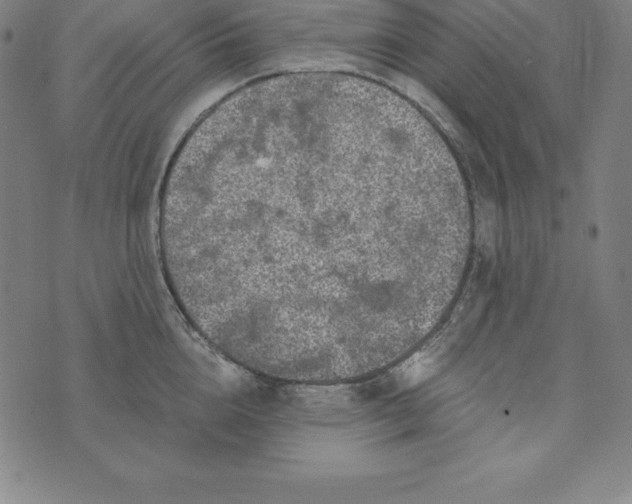 X0000074040856200609111737