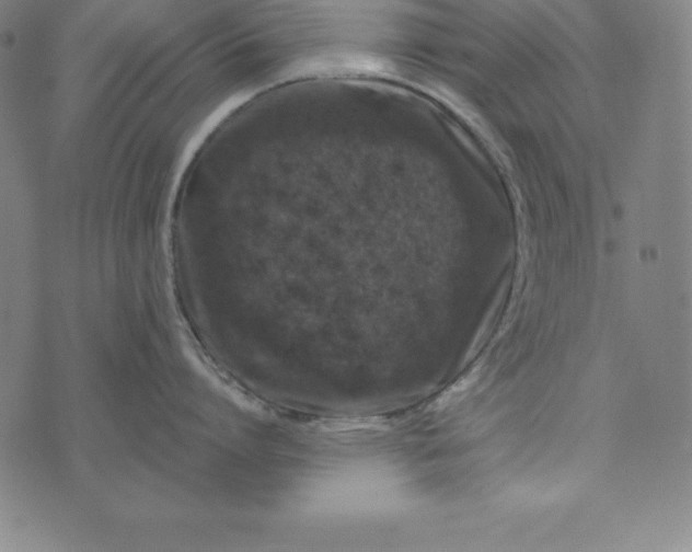 X0000074040864200609111737