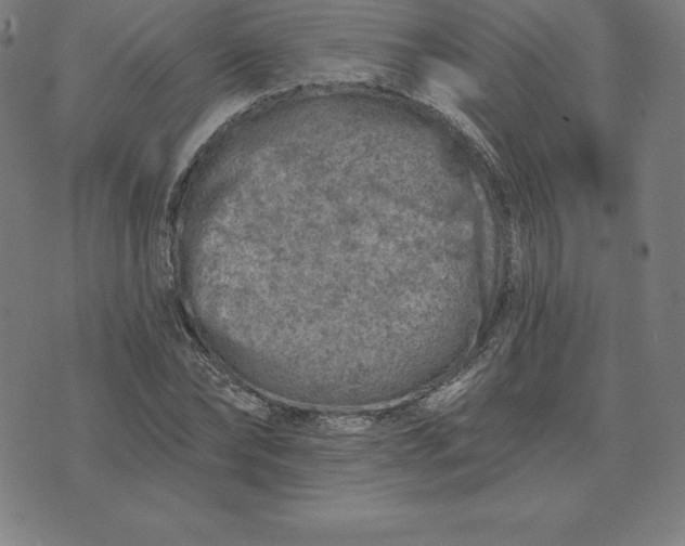 X0000074040878200609111736