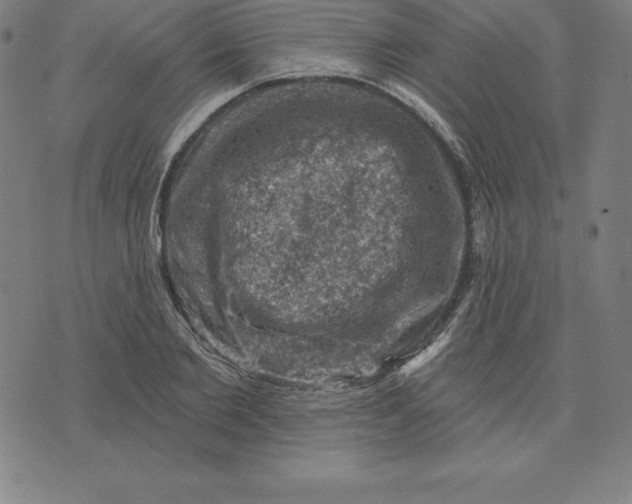 X0000074040885200609111736