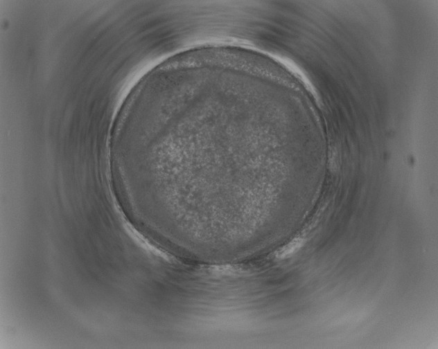 X0000074040903200609111736