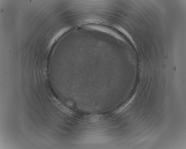 X0000074040930200609111735