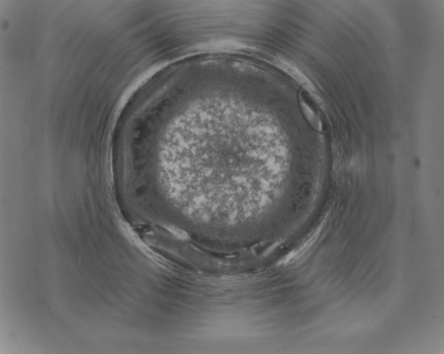 X0000074040939200609111735