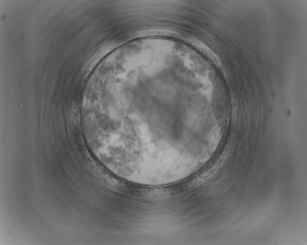 X0000074040945200609111735