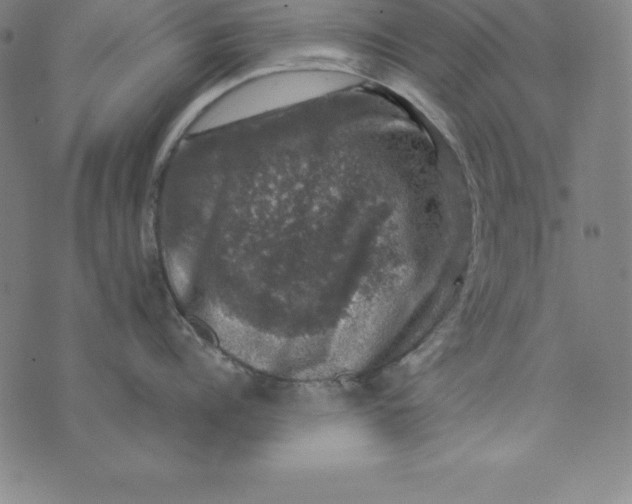 X0000074040960200609111736